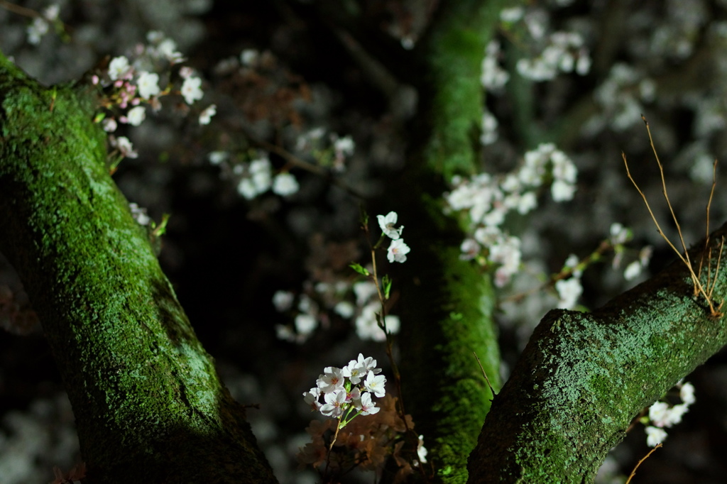 苔生す桜