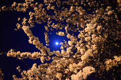 月見の夜桜