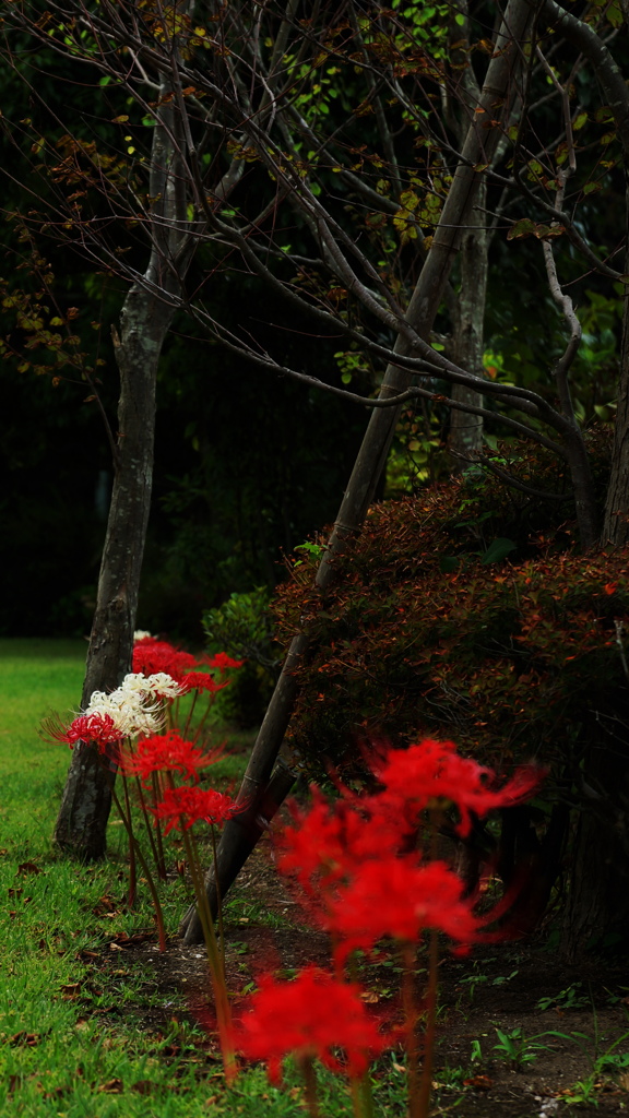 紅白の毒