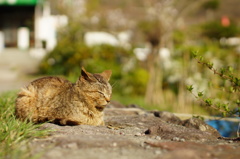 寝子（猫）