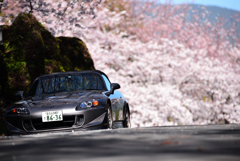 桜2000