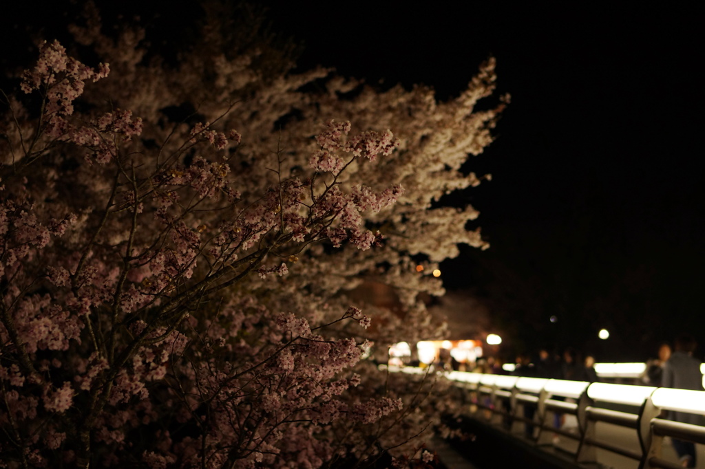 見送る桜