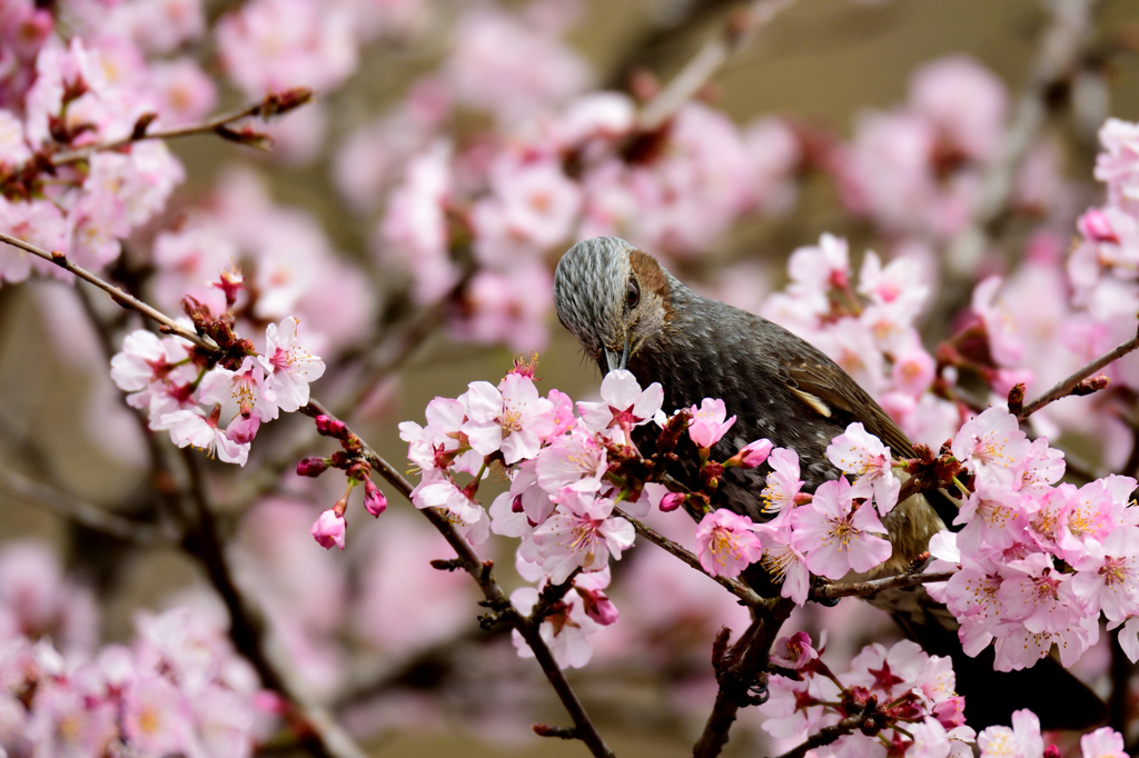 花見？食事？