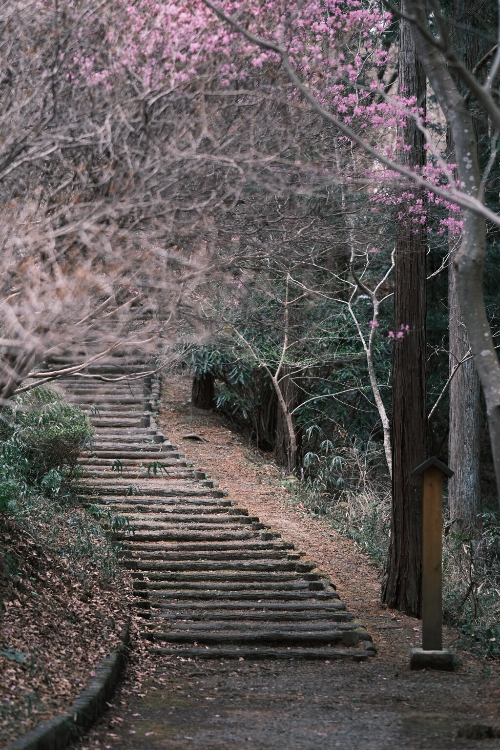 春に向かう階段