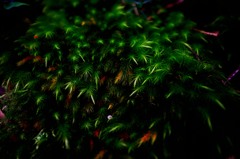 苔生して