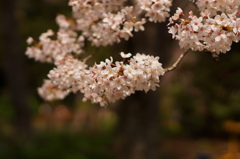 桜満つる