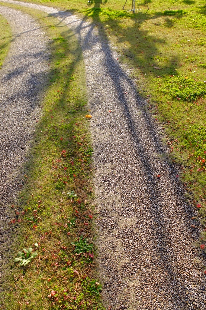 近所の秋　其の八　「家路」