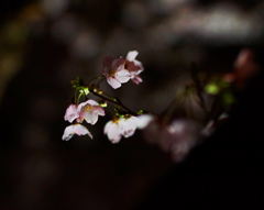 夜桜