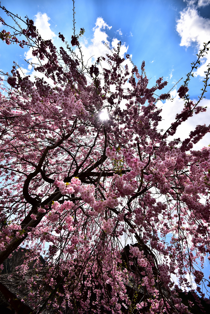 Sidare Zakura@AORI