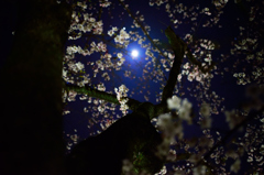 苔生す月夜の桜