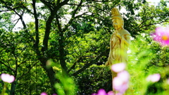 コスモスと仏様