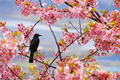 どの蜜を吸おうかなぁ…