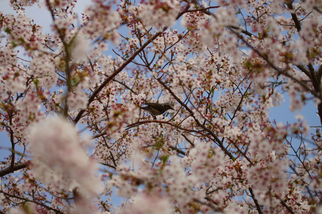 どの蜜を吸ってやろうか？