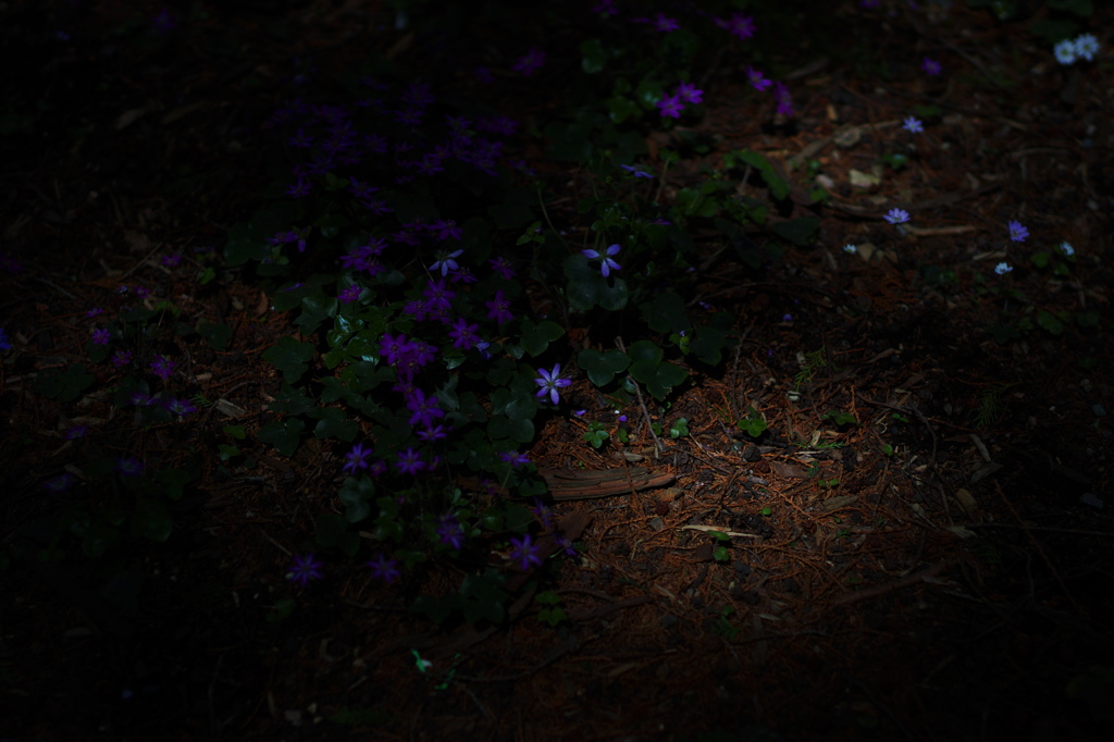 木漏れ日に咲く