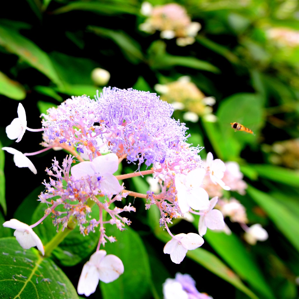 最後の蜜吸～たろか！