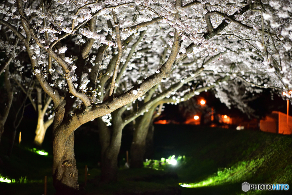 夜桜