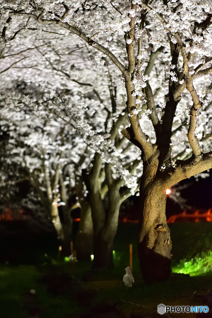 夜桜
