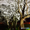 夜桜