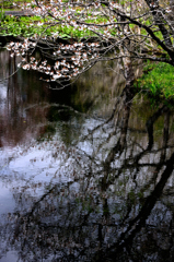 湿原の桜