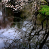 湿原の桜