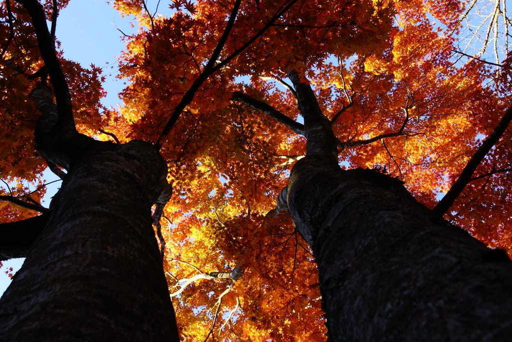 燃え盛る紅葉