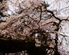 秩父の苔桜