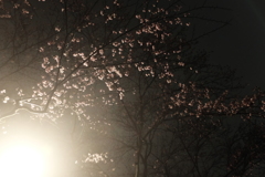 春雨に咲く