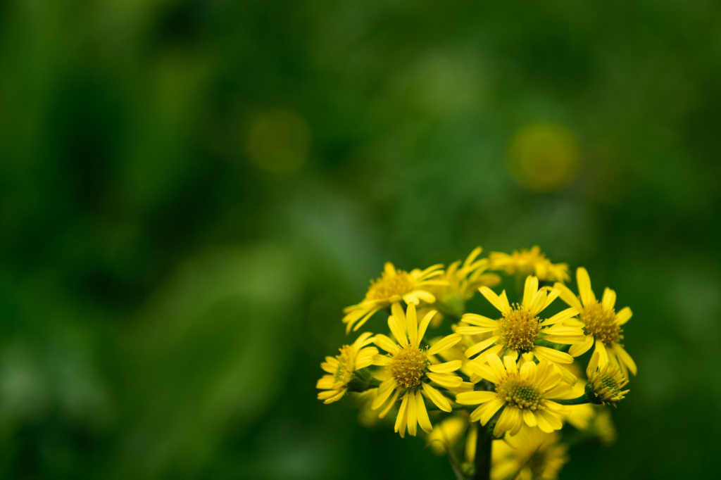 ビー＆ピーポー