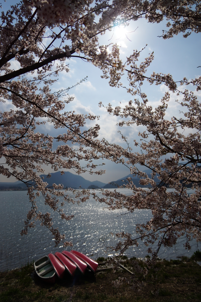 湖畔の春_2