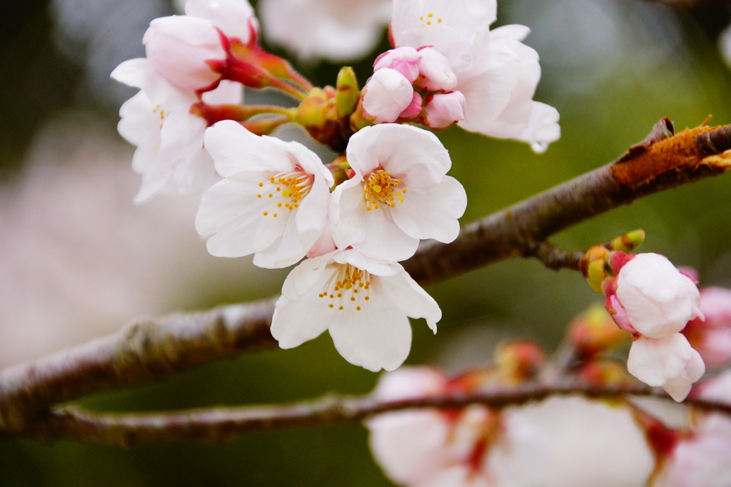 雨の桜