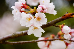 雨の桜