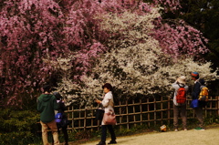 皆、桜が好き