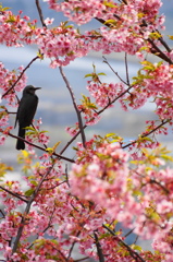 花見鳥