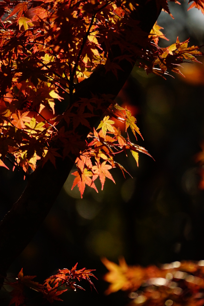 透ける紅葉２