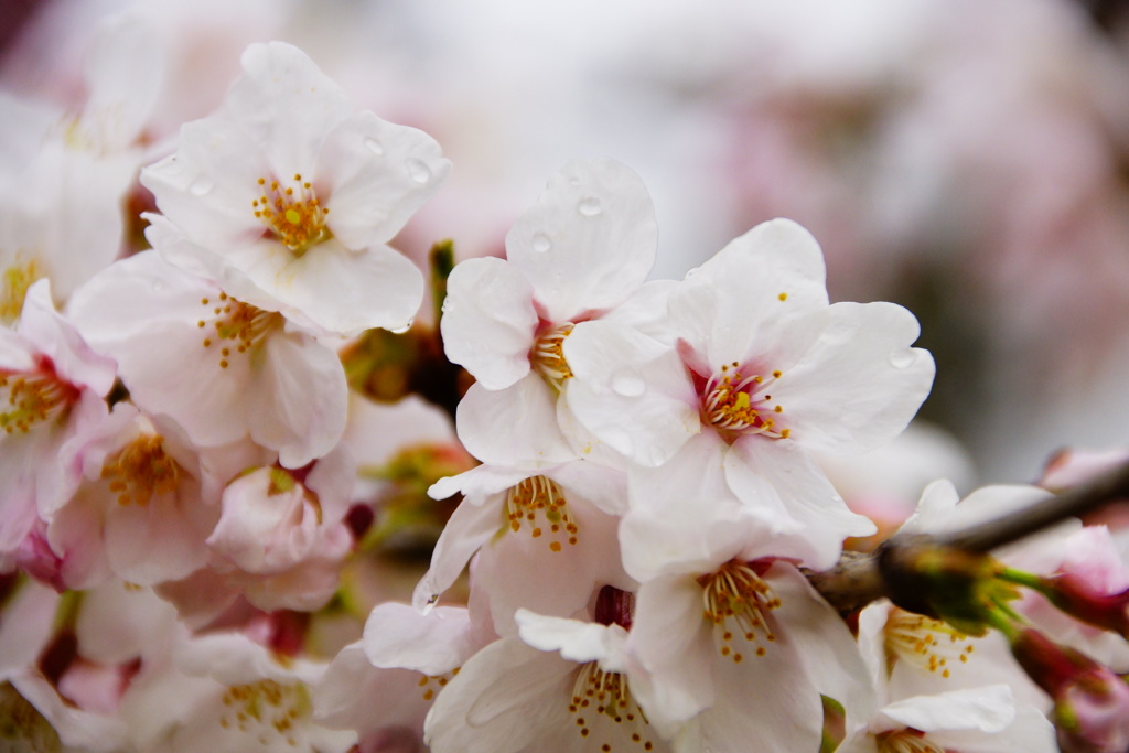 濡れ桜