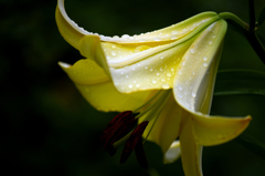 梅雨の花