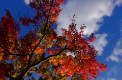 近所の秋　其の四　「秋の色彩」