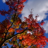 近所の秋　其の四　「秋の色彩」
