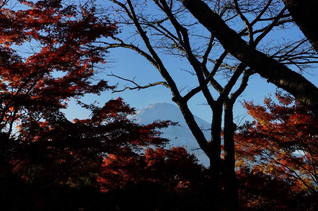 紅葉の森から見る富士