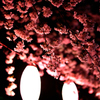 夜桜満開