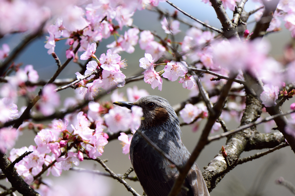 花見客