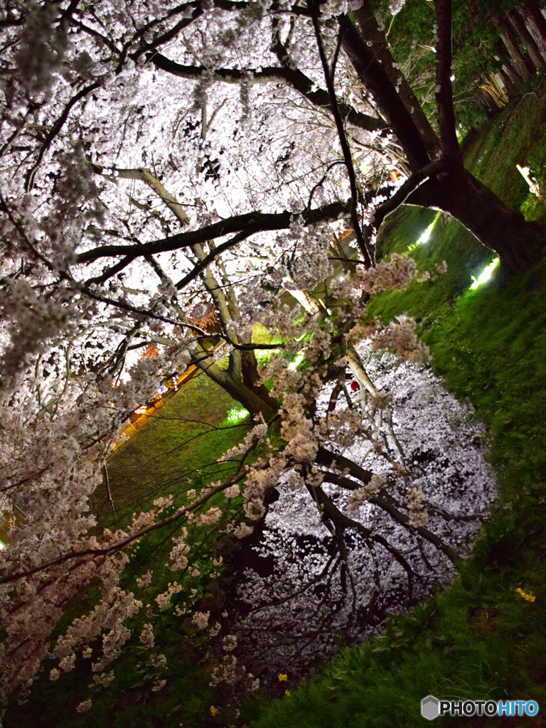 夜桜
