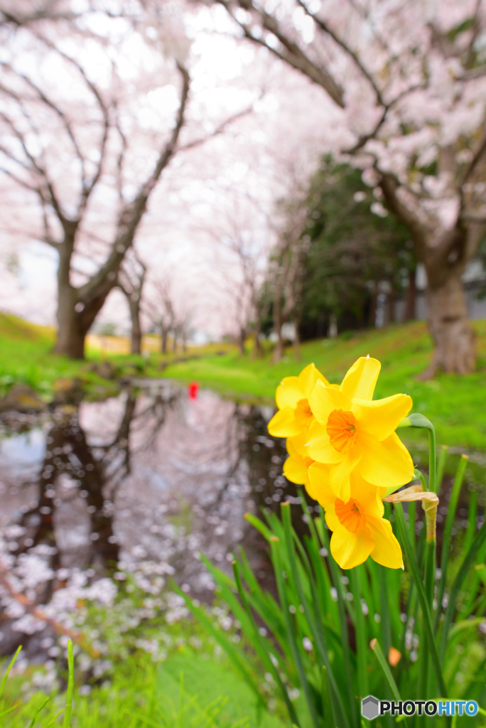 桜×水仙