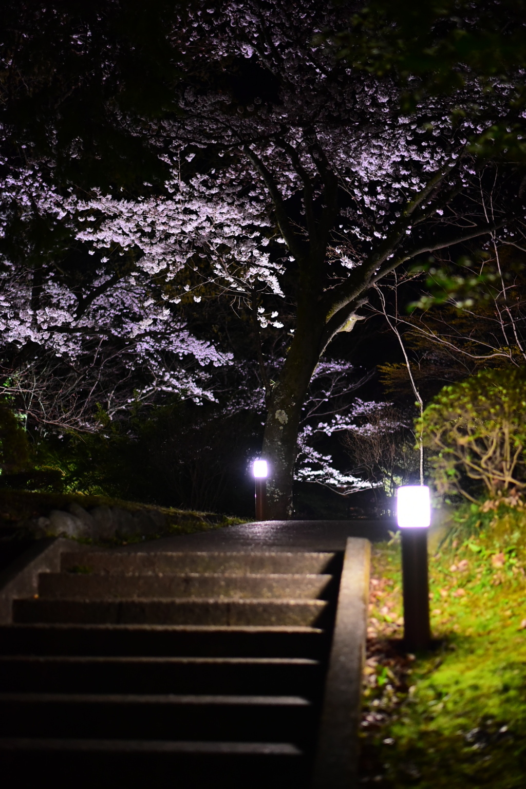 桜の待つ階段へ