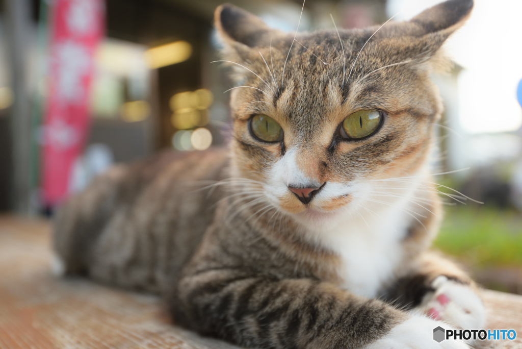 猫