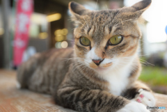 猫