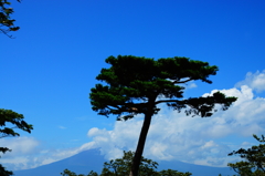 隠れ富士と一本松