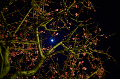 月夜の梅