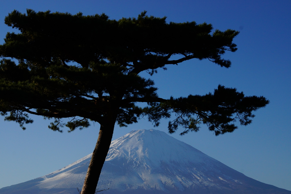 一本松を傘に富士