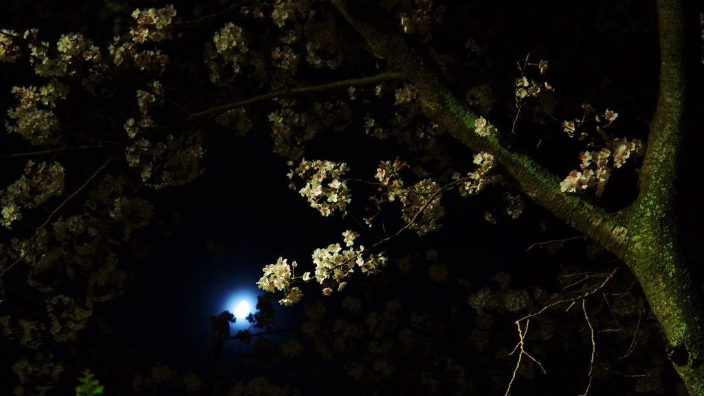 御月見桜